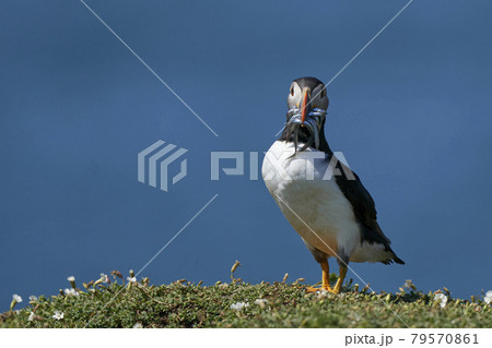 Puffin with a beak full of fish Puffin with a beak full of fish 79570861