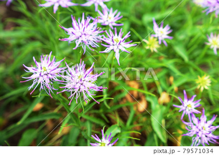 植物 紫の花 ”タマシャジン” 植物 紫の花 ”タマシャジン” 79571034