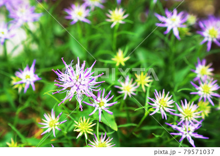 植物 紫の花 ”タマシャジン” 植物 紫の花 ”タマシャジン” 79571037