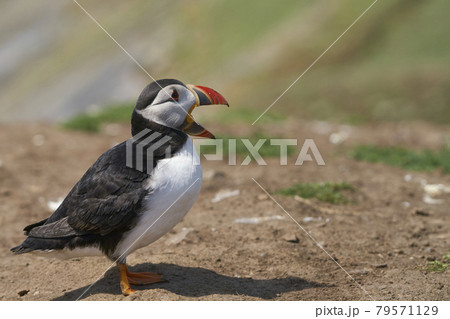 Puffin calling 79571129