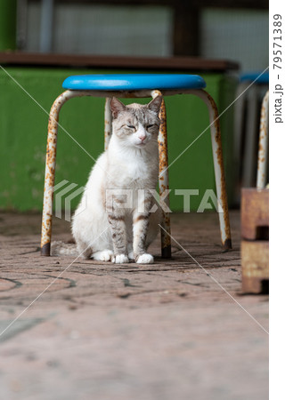 座る猫の写真素材
