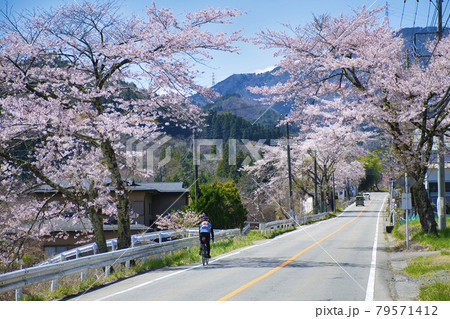 【山梨県道志村】道志みちの桜 79571412