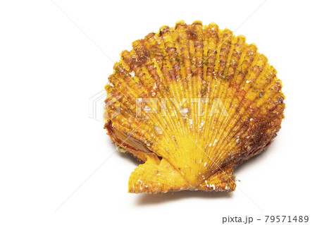 ヒオウギガイ 79571489
