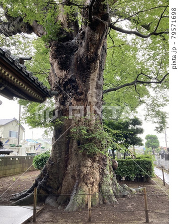 東村山市の梅岩寺の都内でも有数のケヤキの巨樹です。の写真素材