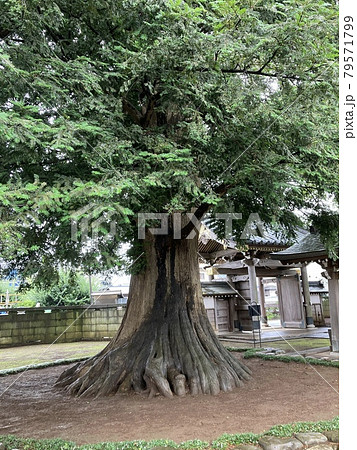 東村山市の梅岩寺のカヤの木の巨木。 79571799