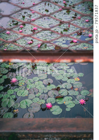 睡蓮【木崎湖流出口付近の農具川にて】 睡蓮【木崎湖流出口付近の農具川にて】 79571837