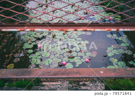 睡蓮【木崎湖流出口付近の農具川にて】 79571841