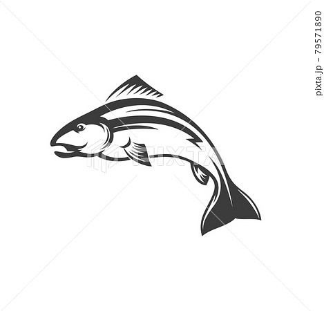 Trout grayling white fish isolated atlantic salmon 79571890