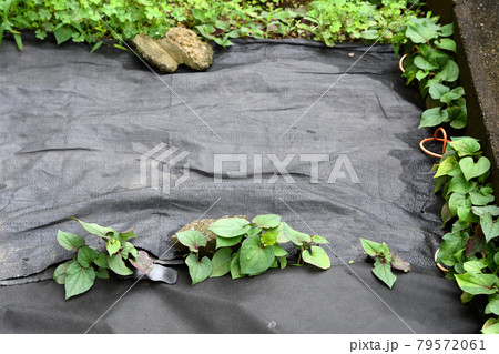 防草シートの隙間から伸びだすドクダミの生命力 防草シートの隙間から伸びだすドクダミの生命力 79572061