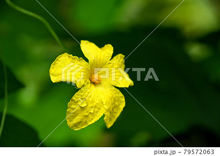 雨滴のついた沖縄アバシゴーヤの花 79572063
