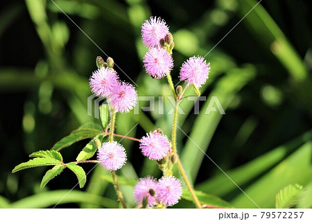 ユニークな花の姿からポンポンを連想の写真素材