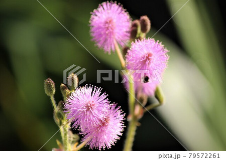 含羞草の花言葉は繊細な感情の写真素材