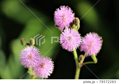 オジギソウの花は愛らしいピンク色の花 オジギソウの花は愛らしいピンク色の花 79572263
