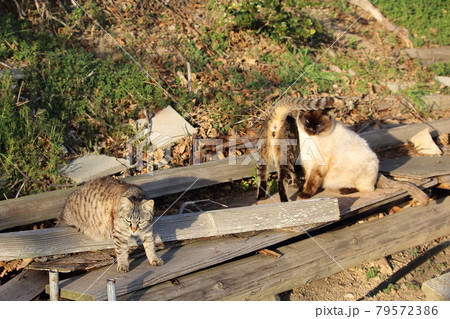 瀬戸内の島の猫 79572386
