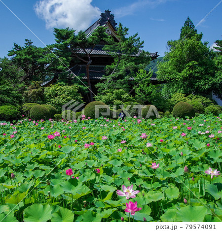 信濃国分寺ハス田 信濃国分寺ハス田 79574091