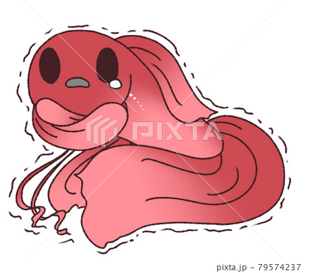 寒くて震えるベタ(赤色) 寒くて震えるベタ(赤色) 79574237