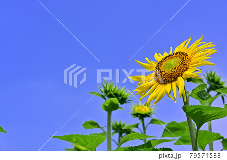 ひまわり開花 ひまわり開花 79574533