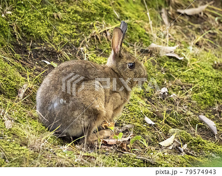 ニホンノウサギ 79574943