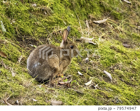 ニホンノウサギ 79574947
