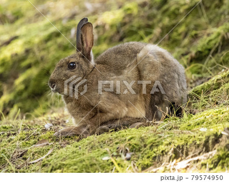 ニホンノウサギ 79574950