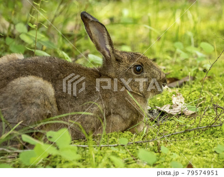 ニホンノウサギ ニホンノウサギ 79574951