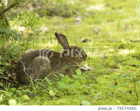 ニホンノウサギ 79574960