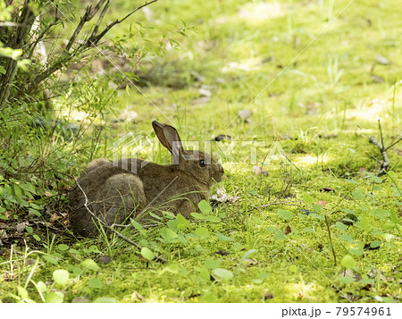 ニホンノウサギ 79574961