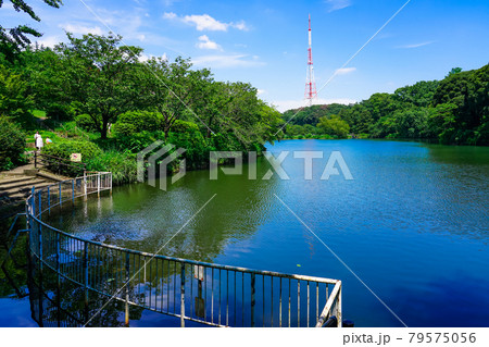 三ッ池公園の池に映えるテレビ神奈川（三ツ池送信所）の鉄塔 79575056