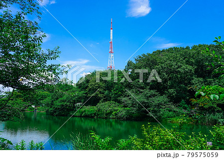 三ッ池公園の池に映えるテレビ神奈川（三ツ池送信所）の鉄塔 79575059