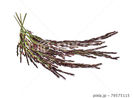 Rice berry isolated on white background Rice berry isolated on white background 79575115