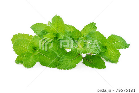 fresh mint leaf isolated on white background 79575131