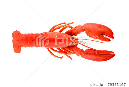 Lobster isolated on white background Lobster isolated on white background 79575167
