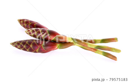 Phlai (thai name), Cassumunar ginger, Bengal root, flowers 79575183