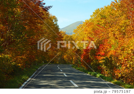 青森県十和田道の鮮やかな紅葉群 79575197