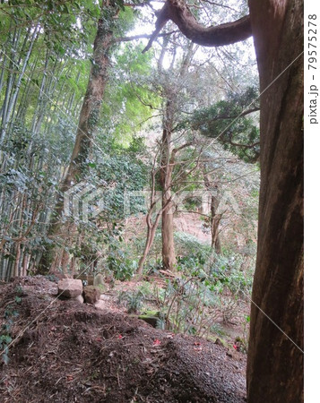 竹林の裏通り 竹林の裏通り 79575278