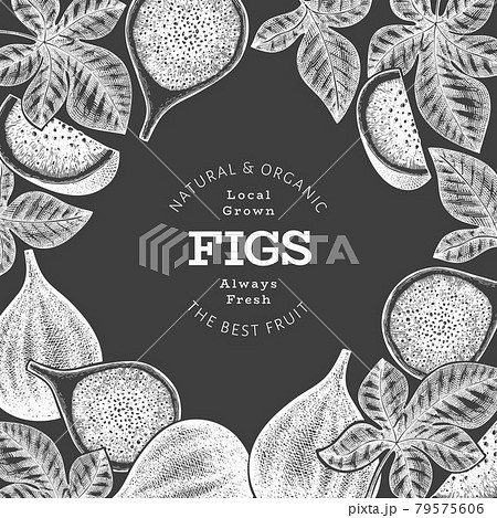 Hand drawn fig fruits design template. Organic fresh food vector illustration on chalk board. Retro fig fruit banner. 79575606