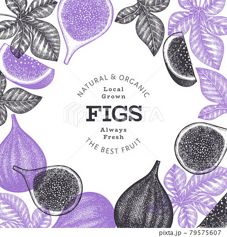 Hand drawn fig fruits design template. Organic fresh food vector illustration. Retro fig fruit banner. 79575607