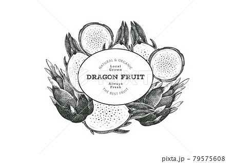 Hand drawn dragon fruit design template. Organic fresh food vector illustration. Retro pitaya fruit banner. 79575608