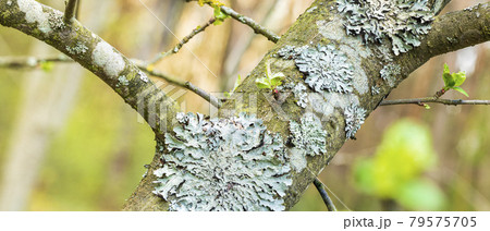 Lichen Parmelia sulcata on tree bark with young green spring shoots 79575705