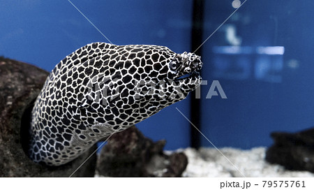Gymnothorax favagineus or laced moray fish swimming out of its hiding place 79575761