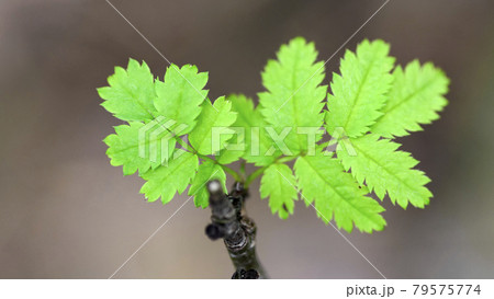 Young shoots of a tree. Macro shot with blurry background 79575774