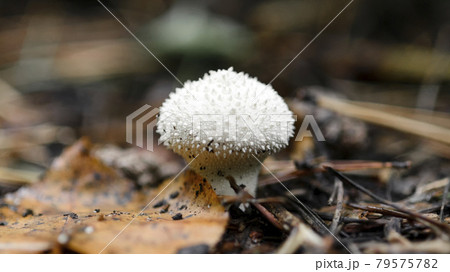 Mushroom Lycoperdon perlatum or common puffball, warted puffball in a forest. Mushroom Lycoperdon perlatum or common puffball, warted puffball in a forest. 79575782