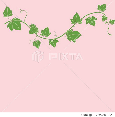 Simplicity ivy freehand drawing flat design.のイラスト素材 