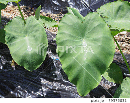 畑の里芋の葉っぱに水玉が溜まっている風景の写真素材