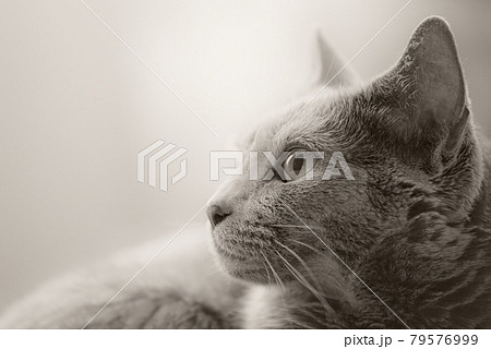 猫 ロシアンブルー 猫 ロシアンブルー 79576999