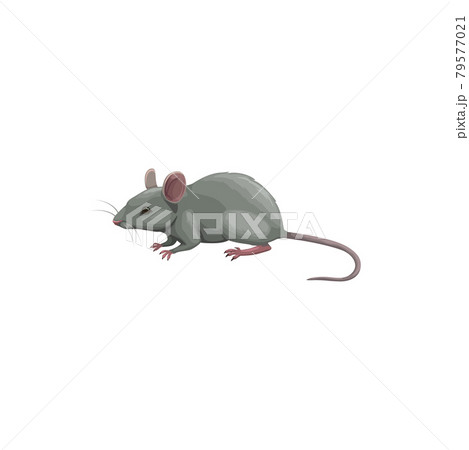 Mouse icon, pest control, rodents extermination 79577021