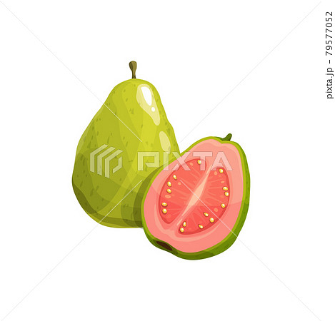 Guava fruit, vector tropical plant, fresh product Guava fruit, vector tropical plant, fresh product 79577052