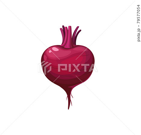 Ripe beetroot, fresh beet vector vegetable, plant 79577054