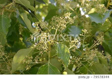 クスノキの花 79578344