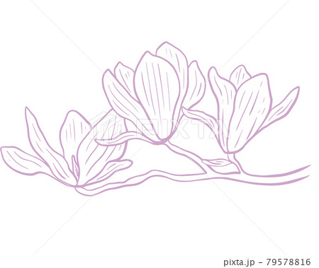 Magnolia flower minimalistic sketch, vector. 79578816
